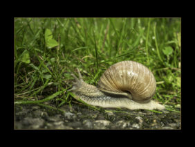 Schnecke